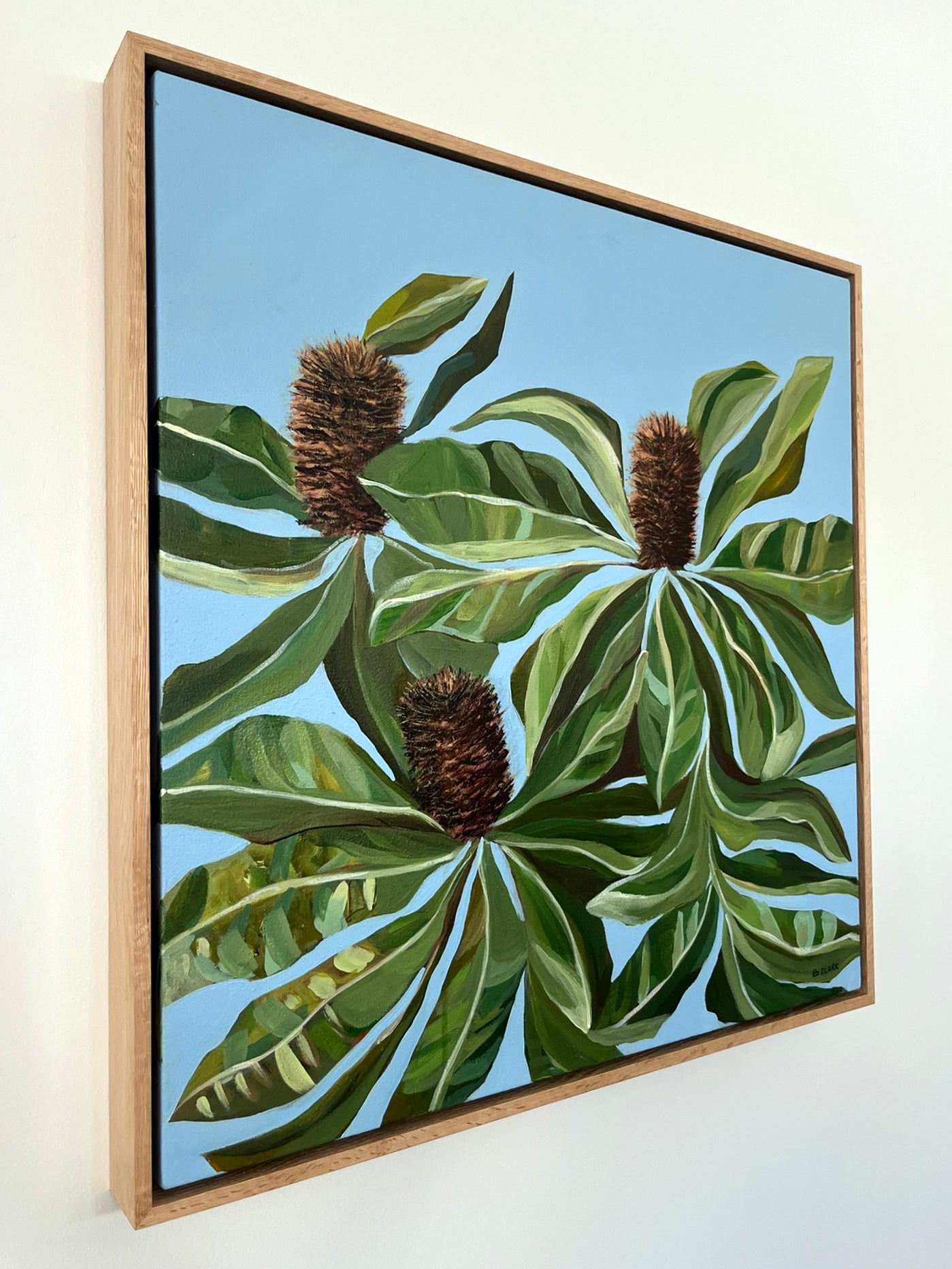 Banksia “Robust” Robur (Original)