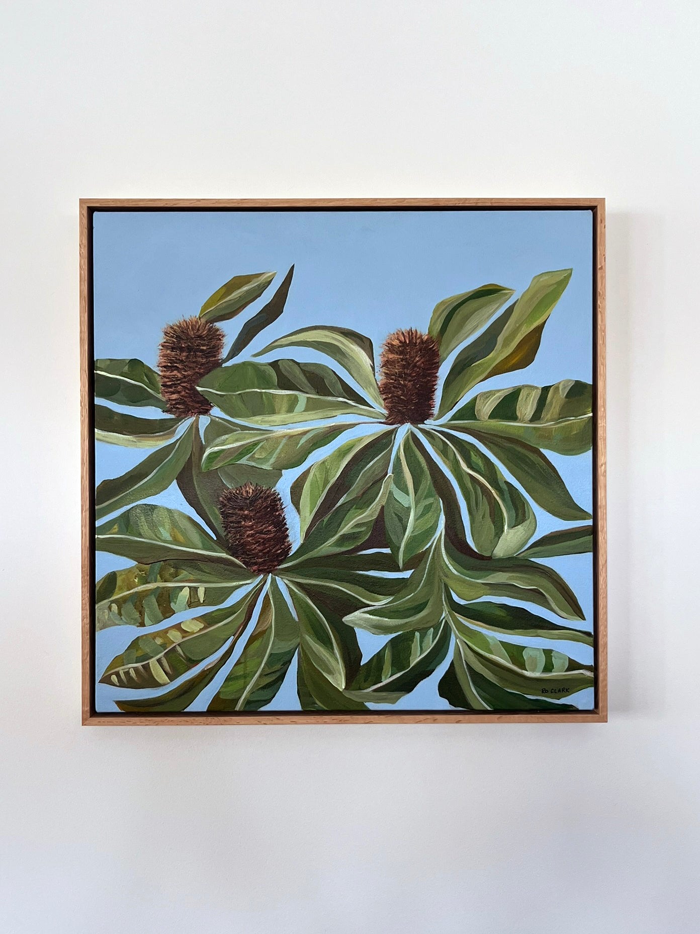 Banksia “Robust” Robur (Original)