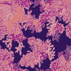 Chasing coral