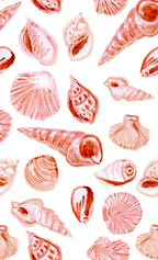 Beach shells